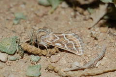 Margelana versicolor