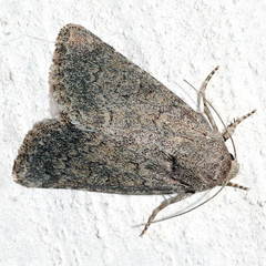 Mesoplus contrita