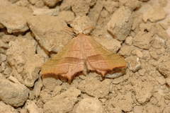 Ochodontia adustaria