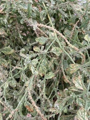 Heliotropium europaeum