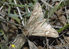 Odontelia arenicola