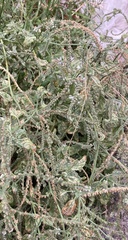 Heliotropium europaeum