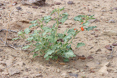 Sphaeralcea munroana