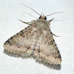 Pandesma robusta