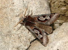 Perigrapha circumducta