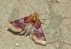 Periphanes delphinii