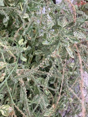 Heliotropium europaeum
