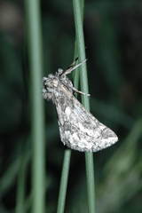 Phaselia kasyi