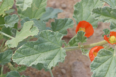 Sphaeralcea munroana