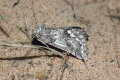 Phaselia kasyi