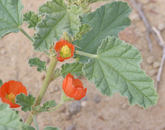 Sphaeralcea munroana
