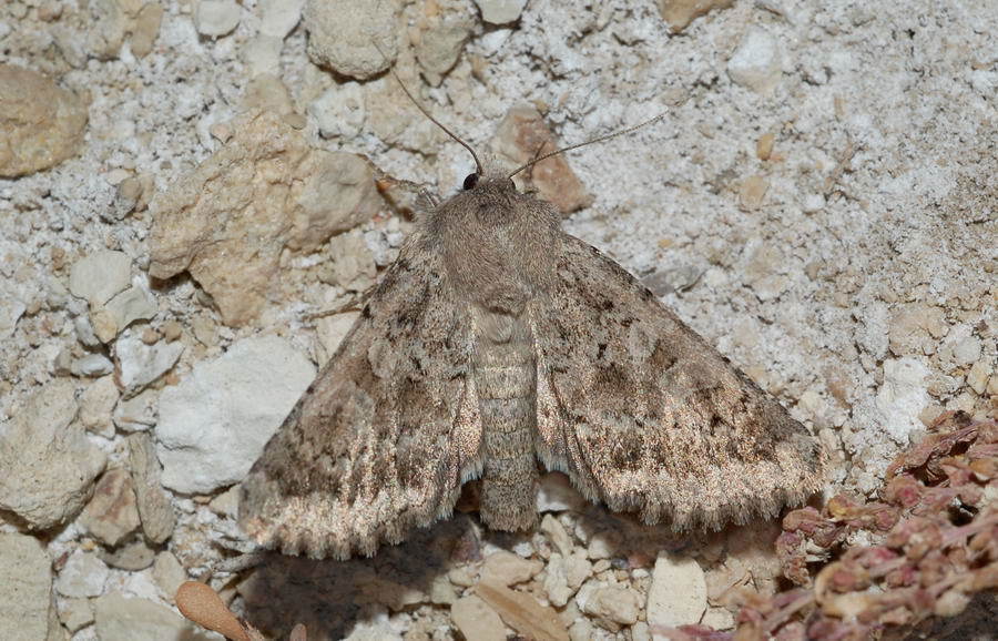 Polymixis seposita
