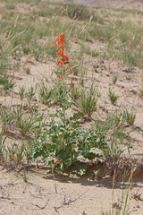 Sphaeralcea munroana