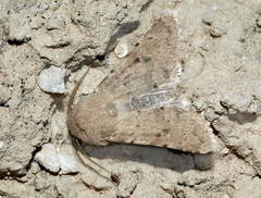 Pseudohadena gorbunovi