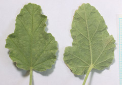 Sphaeralcea munroana