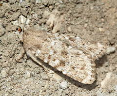 Pseudohadena arenacea