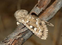 Pseudohadena cymatodes