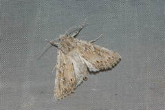 Pseudohadena elinguis