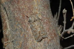 Pseudohadena elinguis