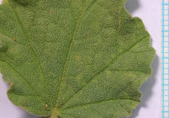 Sphaeralcea munroana