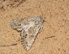 Pseudohadena elinguis