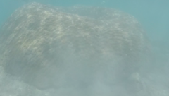 Porites lobata