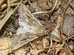 Pseudohadena striolata