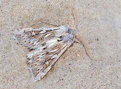 Pseudohadena striolata