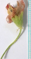 Sphaeralcea munroana