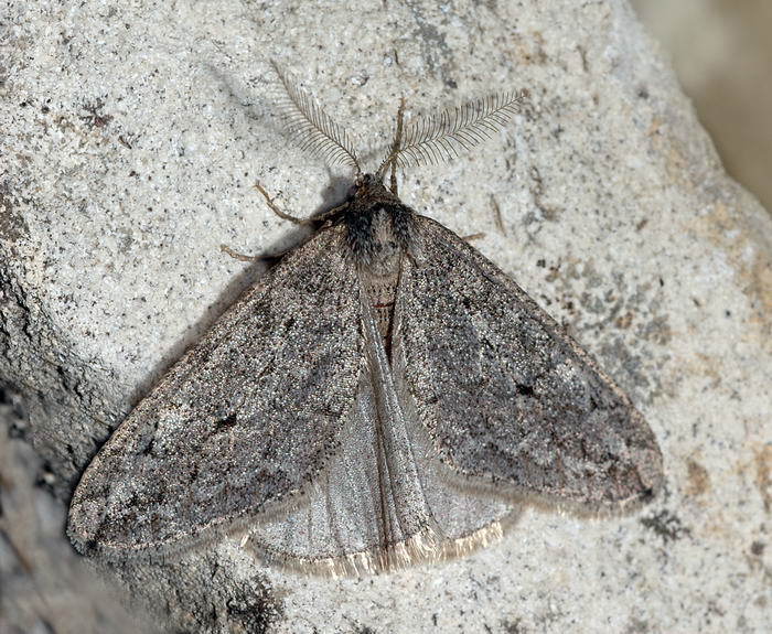 Phigalia suidunaria