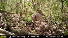 Odocoileus virginianus tropicalis