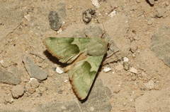 Rhodocleptria feildi