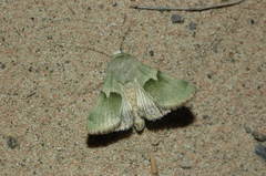 Rhodocleptria feildi