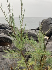 Tamarix