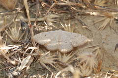 Scopula beckeraria