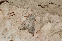 Scythocentropus misella