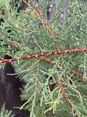 Tamarix