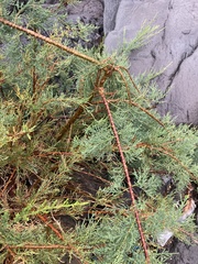 Tamarix