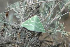 Thetidia smaragdaria