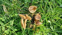 Camarophyllopsis schulzeri