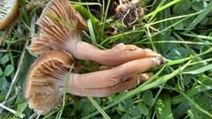 Camarophyllopsis schulzeri