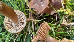 Camarophyllopsis schulzeri