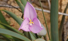 Patersonia occidentalis