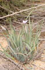 Patersonia occidentalis
