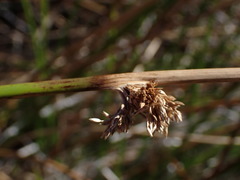 Juncus edgariae