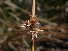 Juncus edgariae