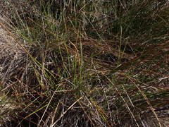 Juncus edgariae