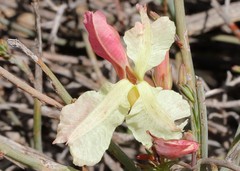 Lechenaultia linarioides