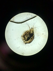 Simocephalus