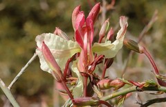 Lechenaultia linarioides